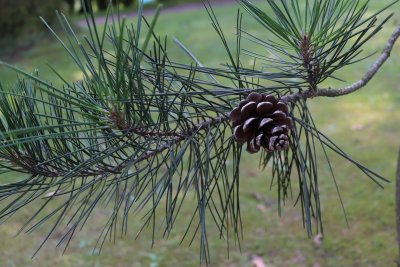 Pinus tabuliformis - borovice čínská - větev se šiškou